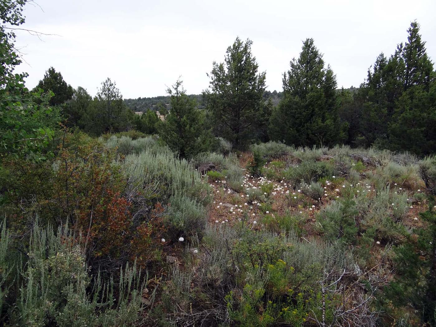 Fish Creek Rim July 2013 JBatchelor (1)